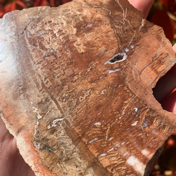 Polished Petrified Wood Slab - Picture 2 of 5